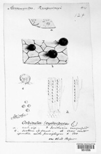 Orbicula parietina image